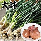 国華園　ワケギ種球　中国産大玉ワケギ　1kg【※発送が国華園からの場合のみ正規品です】