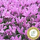 【ノーブランド品】ラベンダー　ザ　プリンセス3.5号ポット 2株セット