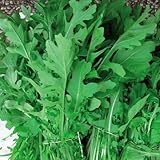 【メール便配送】　国華園　野菜たね　菜類　ルッコラ　ロキータ　1袋(5ml)【※発送が国華園からの場合のみ正規品です】