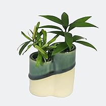【中古】 槇垣/牧羊社/晏梛みや子 Amazon｜日本古来の植物 「良縁を結ぶご神木 梛(なぎ)の木」「槇