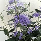 カリオプテリス：グランブルー3.5号ポット 3株セット ノーブランド品