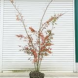 庭木：山もみじ（モミジ）　株立ち！　樹高：約150ｃｍ　全高：約160ｃｍ　佐川急便発送！