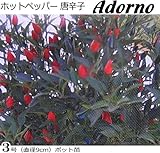 ホットペッパー（トウガラシ）Adorno 9cmポット苗 ３ポットセット