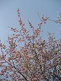 河津桜 樹高3.0ｍ前後 落葉樹 カワヅ【木曜日発送】