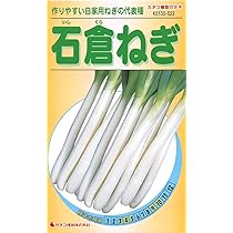 ねぎこ Amazon | カネコ種苗 園芸・種 KS100シリーズ 石倉ねぎ 野菜100