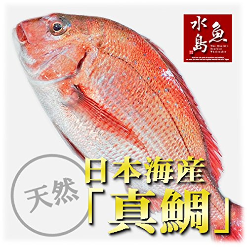 魚水島 天然真鯛 マダイ 桜鯛 日本海産 2.0～2.4キロ物