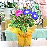 夏の風物詩　朝顔鉢植え 行灯仕立て　あさがお6号鉢植え