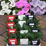 【ノーブランド品】おためし3種12株セット：ペチュニアさくらさくらシリーズ[丈夫なペチュニア３色セット]