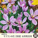 【球根】 サフラン お得用