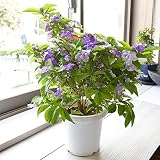 相武ガーデン 鉢花 バンマツリ ニオイバンマツリ（6寸）フラワーギフト 花 プレゼント 贈り物