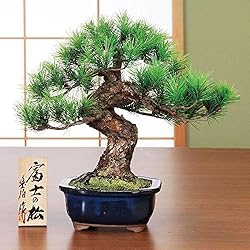 鈴木豊伯 吉祥工芸盆栽 富士の松