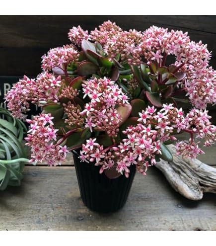 Amazon | 金のなるHappyの木【金のなる木 7号鉢 1個】jade plant 花月