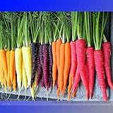 家宝レインボーイエロー・ホワイト・パープルオレンジレッドキャロット野菜ミックス種子、プロフェッショナルパック、2パック、200種、おいしいNF943