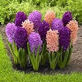 100pcs/bag hyacinth seeds bonsai Flower Seeds (not hyacinth bulb) Hydroponic flower So Fragrant Fore