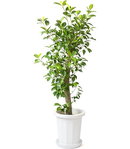 Amazon | 鉢カバー付き幹の太い朴 ガジュマル／ 170cm前後 | 観葉植物