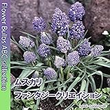 ★【希少なムスカリ】ムスカリ・ファンタジークリエイション・５球【秋植え球根】【オランダからの花便り】