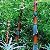 TOPmountain モモ竹種子 100個 巨大な竹の種子