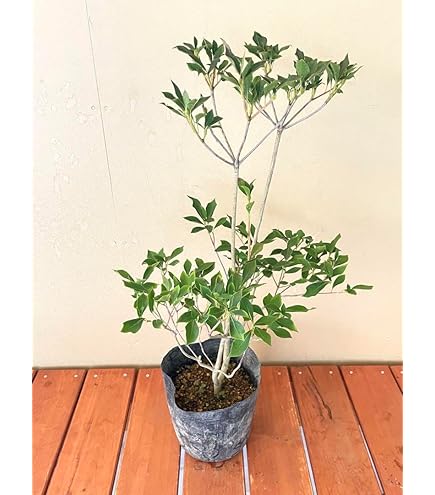 Amazon.co.jp: 希少 カカオ苗木 チョコレートの木 : DIY・工具・ガーデン