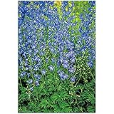 デルフィニウム：ベラドンナブルー裸苗袋詰め 3個セット ノーブランド品