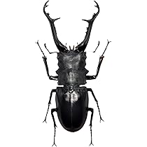 Amazon | BACALYSO | 涅槃 1/1 サイズ ギラファノコギリクワガタ  