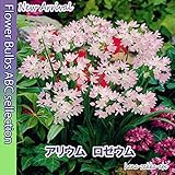 【色鮮やか】 アリウム　ロゼウム１０球 【オランダからの花便り】【秋植え球根】