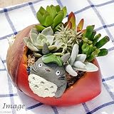 (観葉)ジブリプランターの多肉寄せ植え となりのトトロ どんぐりさいたよ(植え込み完成品) 本州・四国限定[生体]