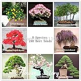 Bonsai Package 8 Packs Bonsai Tree Seeds Pine Maple Bonsai Seeds DIY Home Garden Combined Green Plan