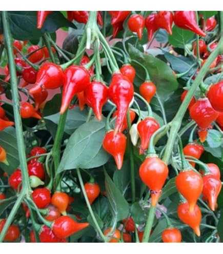 Amazon.co.jp: ホットパラソルEX 八重農芸の激辛唐辛子種です : DIY