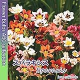【色鮮やか】 スパラキシス１０球 【オランダからの花便り】【秋植え球根】