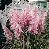 新レア印象的なピンクパンパス草の種子パティオホームガーデン鉢植え観賞植物新Cortaderiaの花の種600 PCS