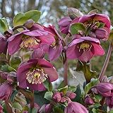クリスマスローズ：*HGC Ice N’roses 氷の薔薇 レッド5号ポット[開花株] ノーブランド品