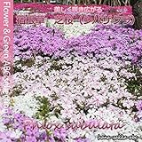 【咲き広がる人気種】 色が選べる芝桜（シバザクラ） ・3号鉢苗【花苗・激安特価】 (紫)