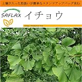 SAFLAX - Garden in the Bag - イチョウ - 4 個の種。- 取扱いが簡単なスタンドアップバッグに栽培用土壌が入っています - Ginkgo biloba