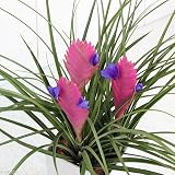 (観葉)エアープランツ ティランジア シャニア 4.5号(1鉢) 花付き株 [生体]