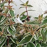 アベリア：ラディアンス 5号ポット ノーブランド品