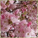桜（サクラ）苗木　一葉（イチヨウ）