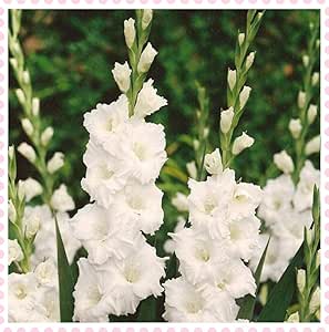 Amazon グラジオラス球根 珍しい花の色簡単な植物公園の装飾エキゾチックな花生きている植物浄化する空気大 白い 50球根 花 Amazon グラジオラス球根 珍しい花の色簡単な植物公園の装飾エキゾチックな花生きている植物浄化する空気大 白い 50球根 花