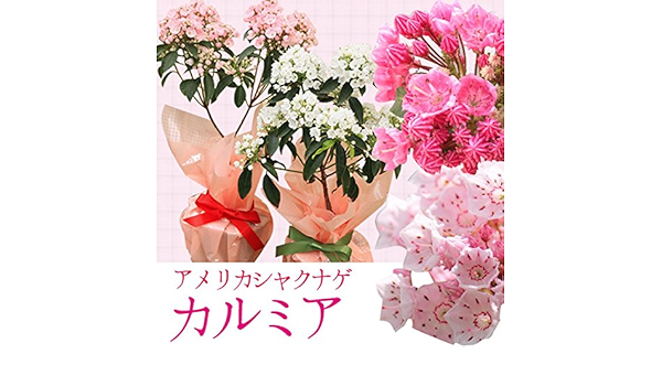 Amazon 母の日ギフト 鉢花 カルミア アメリカシャクナゲ ラッピング付き ピンク系 観葉植物 オンライン通販