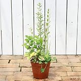 (ビオトープ/水辺植物)インスタント・ビオトープ(寄せ植え)(1鉢) 本州・四国限定[生体]