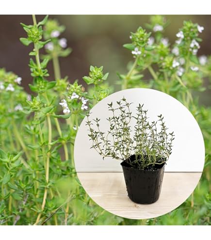 Amazon.co.jp: チャーム ハーブ苗 タイム フォックスリータイム 3号