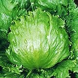 レタス 苗 サウザー 5ポットセット 結球レタス