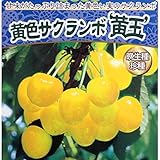 サクランボ：黄玉4.5号ポット[珍しい黄色いさくらんぼ][苗木] ノーブランド品