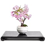 盆栽妙 ミニ桜の盆栽 ミニ盆栽 花 フラワーギフト