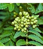 かりんページ 無農薬 朝倉山椒 鉢ごと発送 かりん様専用ページ 無農薬 朝倉山椒 鉢ごと発送