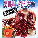 ザクロ苗木　泰山