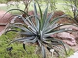【多肉植物/種子】Agave Vilmoriniana ★アガベ・ビルモニアナ/Octopus(タコ足)アガベ◆５粒♪ [並行輸入品]