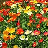 【メール便配送】国華園　花たね 大量たね アイスランドポピー 1袋(80g)【※発送が国華園からの場合のみ正規品です】
