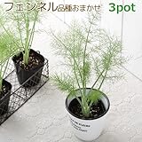 (観葉)ハーブ苗 フェンネル(品種おまかせ) 3号(お買い得3ポットセット) 家庭菜園 本州・四国限定[生体]