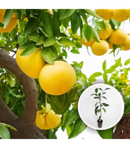 Amazon.co.jp: ゆず 苗木 獅子ゆず 接木 柑橘苗 15cmポット : DIY