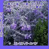 店長おすすめ【コーラルブルー・美しい瞳】エレモフィラ・ニベア3号苗【季節の花苗】